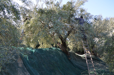 Olivenernte bei Agrestis